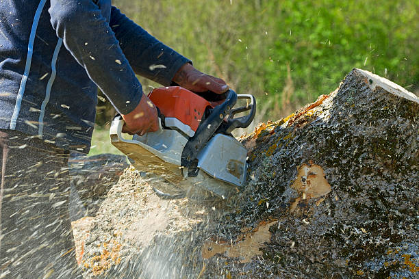 Donaldsonville, LA  Tree Services Company